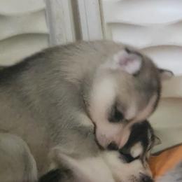 Siberian Husky Puppies from Spirit of the Moon Siberians