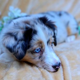 Aspen - Blue merle Australian Shepherd puppy in California from Skiba Aussies