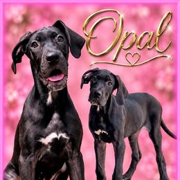 Opal - Black and white female Great Dane puppy in Gonzales, Louisiana from Anstatt House Of Danes