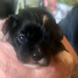 Josie - Black female Lhasa Apso puppy in Fort Worth, Texas from Cynthia's Lhasa Apsos