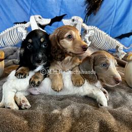 Dachshund Puppies from M.H.P Dachshunds