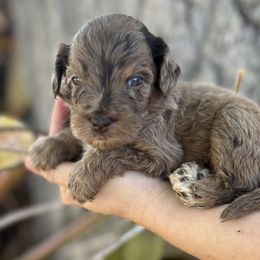Boy 1 - Merle Goldendoodle puppy in Bradenton, Florida from Doodle Acres