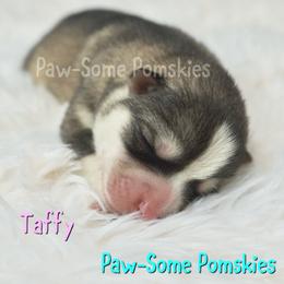 Taffy - Silver female Pomsky puppy in Krum, Texas from Paw-Some Pomskies