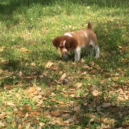 Brittany Puppies from Firefly Kennels