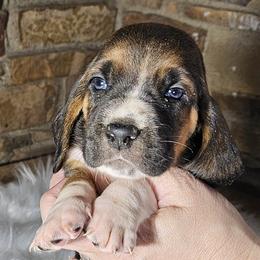 White Collar Boy - Black white and brown male Basset Hound puppy in Richland Hills, Texas from The Basset Family