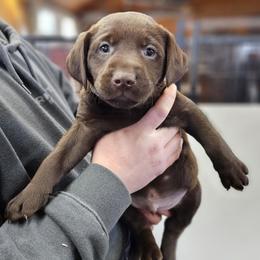 Glacier - Grey Collar - Chocolate male Labrador Retriever puppy in Boyd, Minnesota from Lindley Labradors