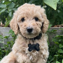 Boy 3 - Bernedoodle puppy in Sandy, Oregon from MC Doodles