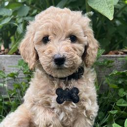 Boy 3 - Bernedoodle puppy in Sandy, Oregon from MC Doodles