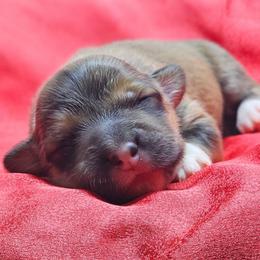 Lombardi - Sable male Pembroke Welsh Corgi puppy in Washington from Castle View Royal Rumps