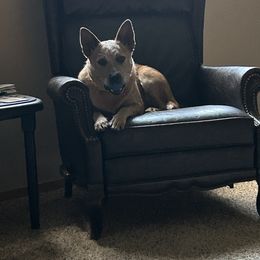 Sally - Australian Cattle Dog