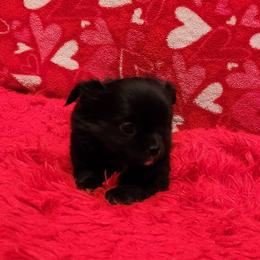 Maud - Black and white female Chihuahua puppy in Chesapeake, Virginia from Elsbeth's Chihuahuas