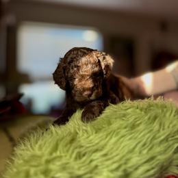 Faith - Chocolate male Goldendoodle puppy in Miami, Florida from Milk Drunk Doodles And Poodles