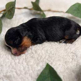 Ana - Black and tan female Cavalier King Charles Spaniel puppy in Texarkana, Arkansas from Miller's Cavaliers