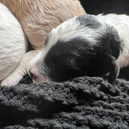Girl 1 - Parti female Goldendoodle puppy in Placerville, California from New Dawn Poodles and Doodles