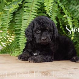 Sweetie Pie - Phantom female Goldendoodle puppy in Woodruff, South Carolina from Crooked Creek Doodles and Poodles