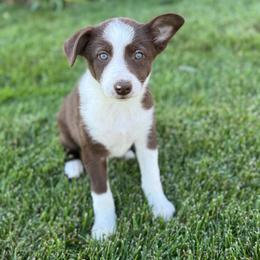 Girl 3 - Red female Border Collie puppy in Centerville, Washington from Forthright Farms