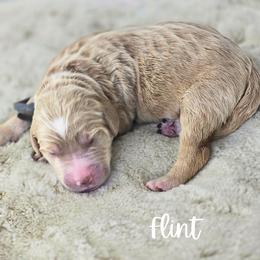 FLINT - Apricot male Goldendoodle puppy in Sugar Land, Texas from Sugar Doodles