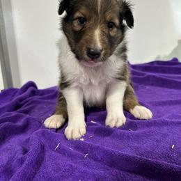 Green - White and sable male Shetland Sheepdog puppy in Fontanelle, Iowa from Jensen Farms Shelties
