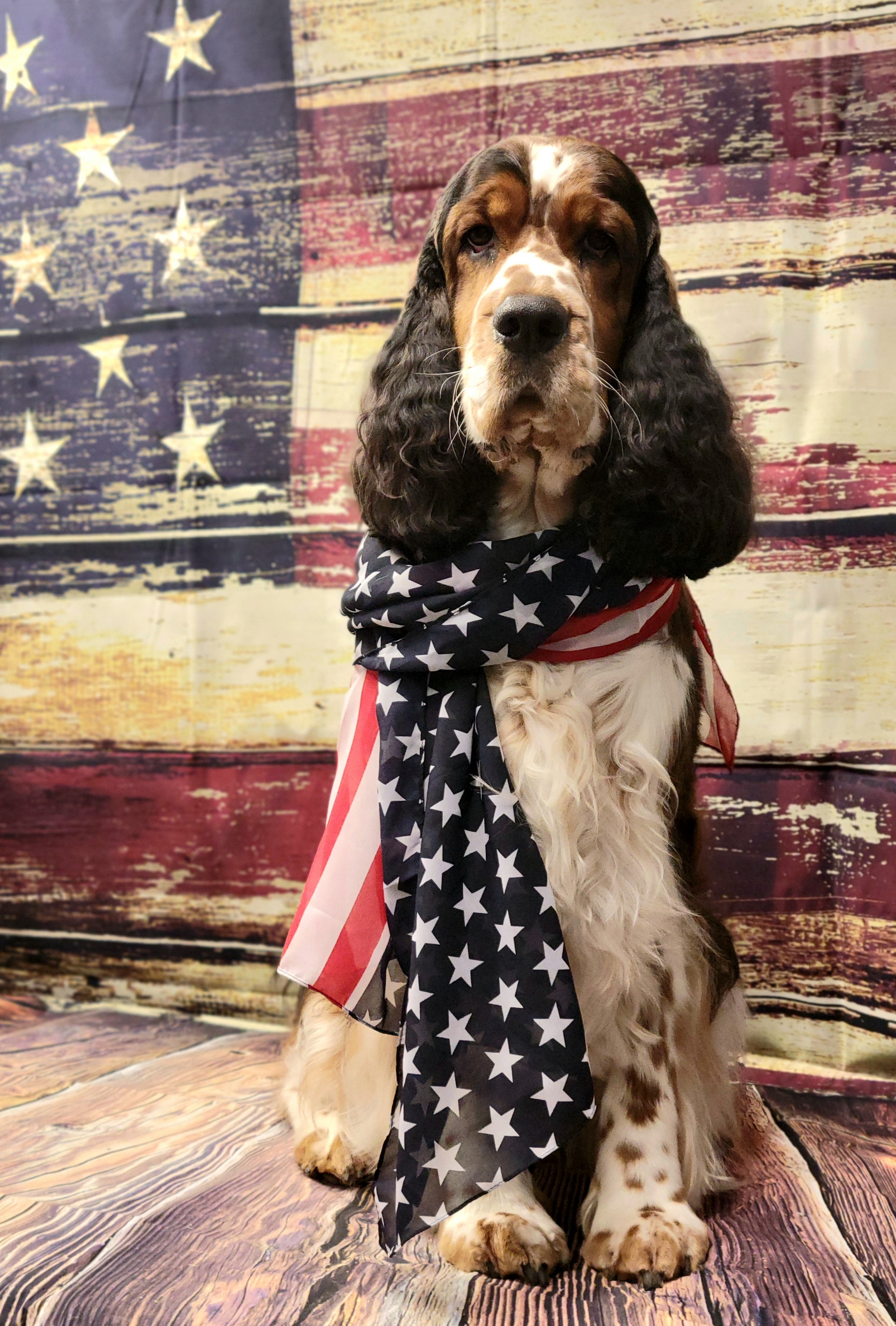 Winston - English Springer Spaniel
