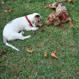 Dachshund Puppies from Carter's Kennels