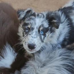 Ridge - Blue merle male Australian Shepherd puppy in Lubbock, Texas from Barn Raised Aussies