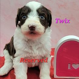 Twix - Brown and white female Aussiedoodle puppy in Boonville, North Carolina from Branch Creek kennels