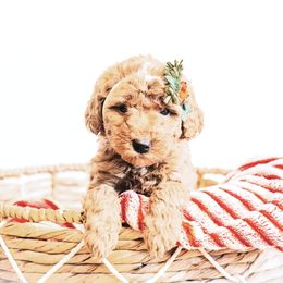 Blitzen - Red  female Goldendoodle puppy in Lima, Ohio from Hommel’s Mini Darling Doodles