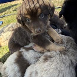 Paprika - Red tri female Miniature Australian Shepherd puppy in Medical Lake, Washington from MAS Gone Rogue