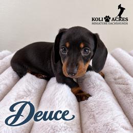 Deuce - Black Collar - Black and tan male Dachshund puppy in Kemp, Texas from Koli Acres