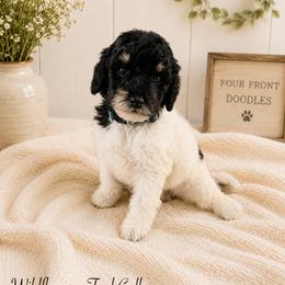 Wildflower - Black and white female Bernedoodle puppy in Thornville, Ohio from Four Front Doodles & Friends