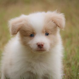Boy 2 - Gold male Border Collie puppy in Dallas, Texas from Effervescent Border Collies