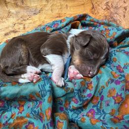 Golden (blue) - Red tri-color female Aussiedoodle puppy in Watertown, Wisconsin from Little Bear Paws Aussiedoodles