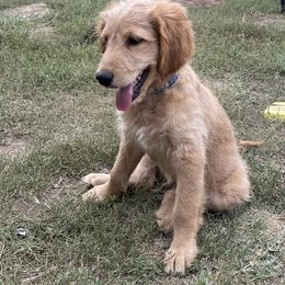 Aussiedoodle and Goldendoodle Puppies from KJ Doodles
