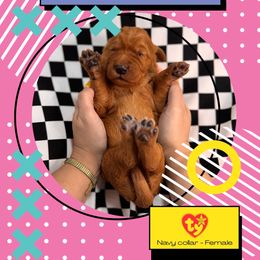 Beanie Baby - Red  female Goldendoodle puppy in Garland, Texas from Twilight Doodles