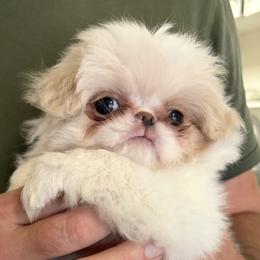 Daisy - Lemon and white female Japanese Chin puppy in Austin, Texas from Shiisaa Chins