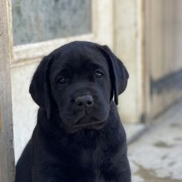 Labrador Retriever Puppies from OKE Labradors
