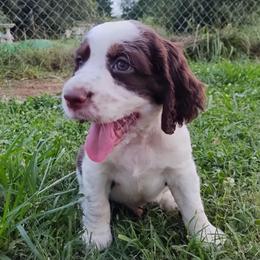 Larry - Liver white and tan male English Springer Spaniel puppy in Kingsport, Tennessee from Leandra's English Springer Spaniels