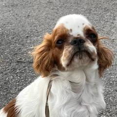 English Toy Spaniels from Darrell's English Toy Spaniels