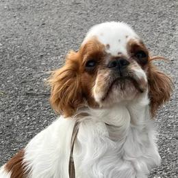 English Toy Spaniels from Darrell's English Toy Spaniels