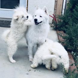 Samoyed Puppies from Morning Star Samoyeds