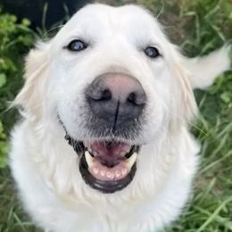 Golden Retrievers from The Purrfectpups