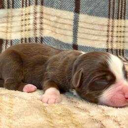 Dolly - Red tri female Miniature Australian Shepherd puppy in Sandy Hook, Kentucky from RidgeTop Aussies