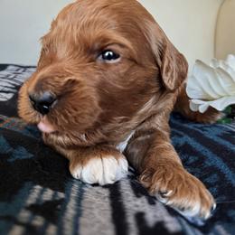 Papita - Red  female Goldendoodle puppy in Pine Grove, California from Lundee Doodles