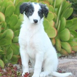 Silken Windhounds from Silken Mythology