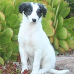 Silken Windhounds from Silken Mythology
