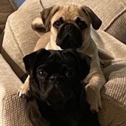 Pugs from Pug Puppers