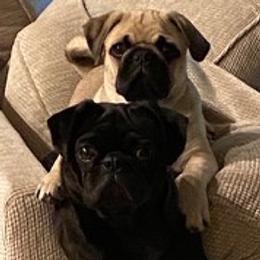 Pugs from Pug Puppers