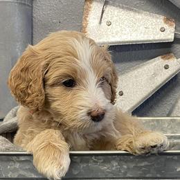 Bernedoodles and Goldendoodles from JP Southern Doodles