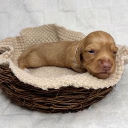 Dachshund Puppies from Redland Dachshund Grove