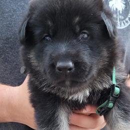 German Shepherd Puppies from Levesques German Shepherds